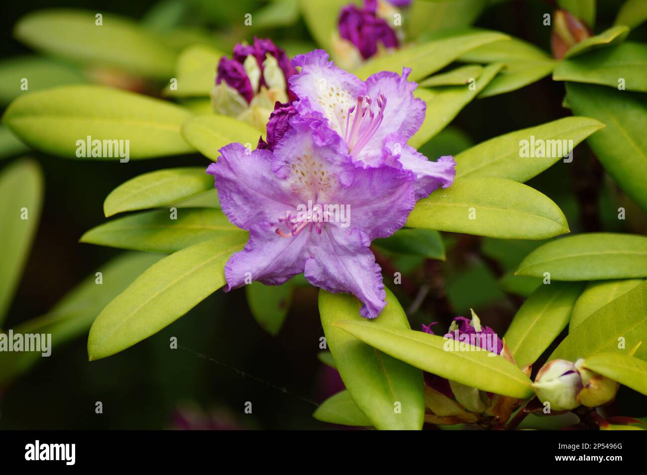 Rosa Ericaceae fiore nel giardino Foto Stock