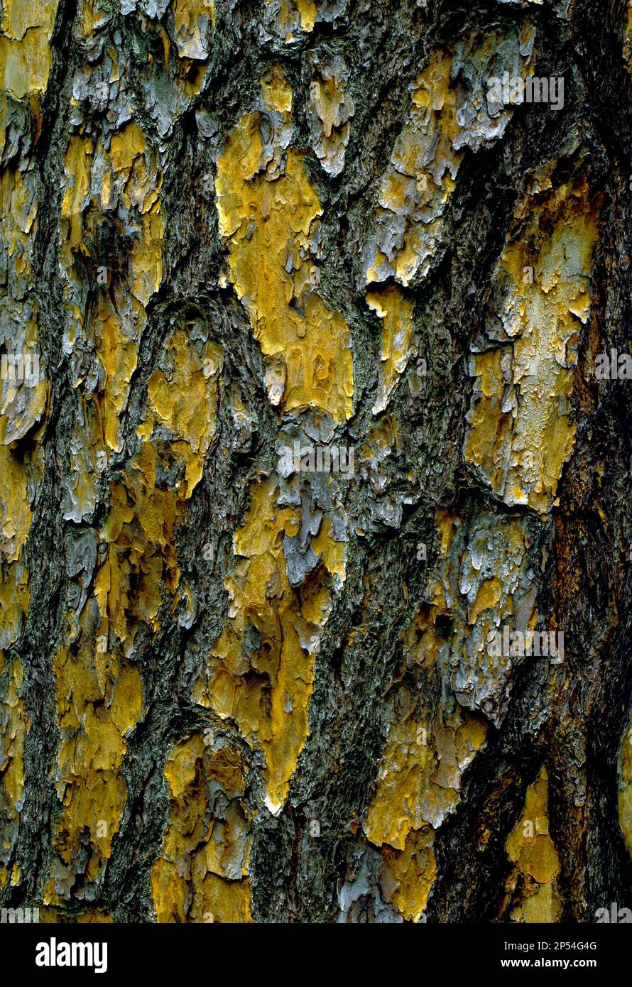 Primo piano della corteccia su Shortleaf Pine, Pinus echinata Foto Stock