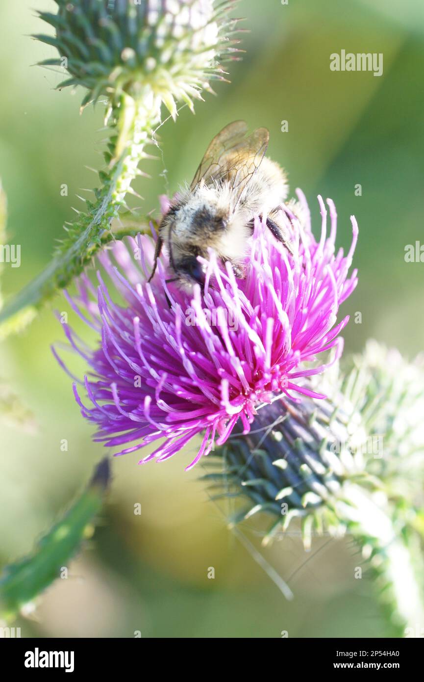 Macro foto Cirsium arvense mit bumblebee Foto Stock