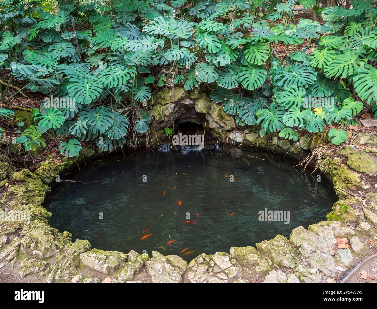 Pesce d'oro nel giardino botanico Foto Stock