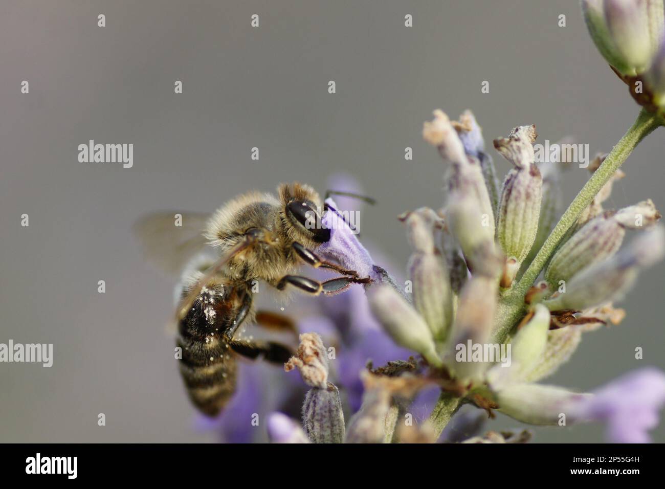 Macro ape su fiore di lavanda Foto Stock