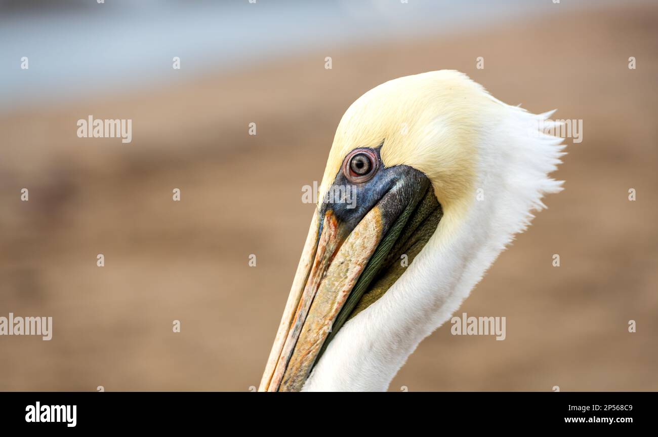 Un primo piano Profilo Head Shot di Un Pelican Pacific Coast Foto Stock