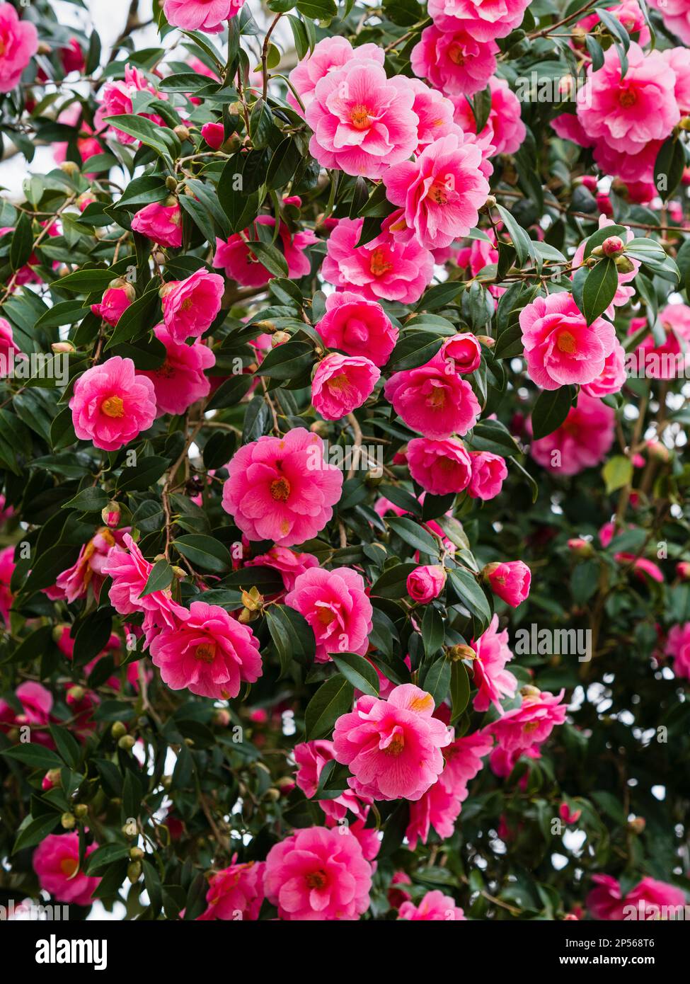 Massaggiato fine inverno mostra della fioritura libera rosa semi doppio sempreverde, Camellia x williamsii 'donazione' Foto Stock