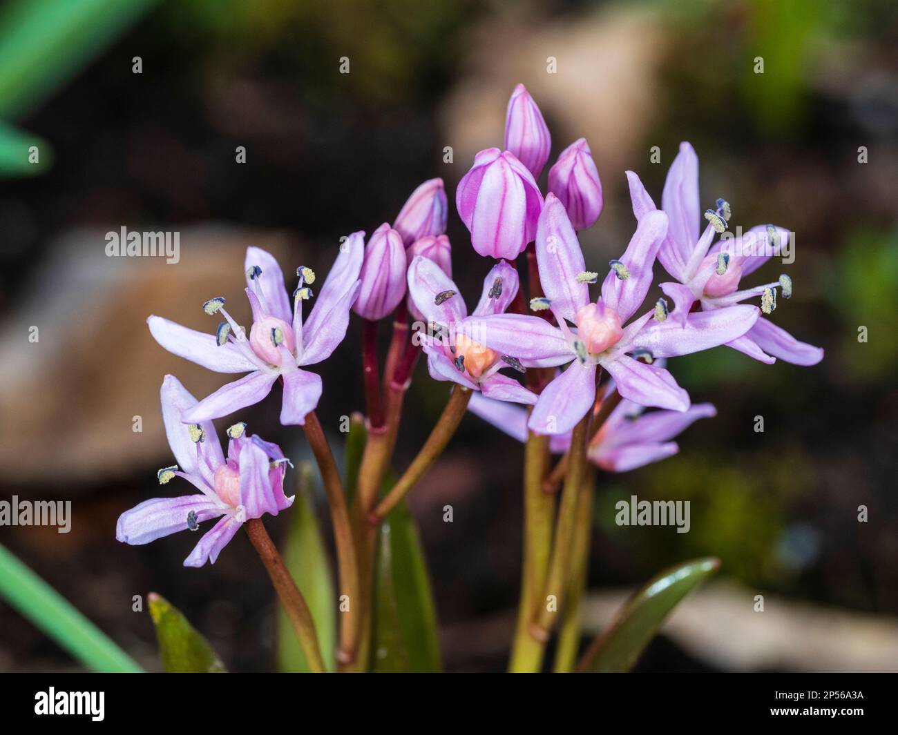 Rosa fine inverno fiori del bulbo ornamentale hardy, Scilla bifolia 'Rosea' Foto Stock