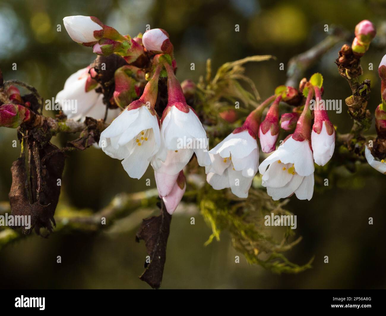 Inizio della primavera fiori e boccioli della piccola forma di albero del Fuji ciliegia, Prunus incisa 'Kojo-No-mai" Foto Stock