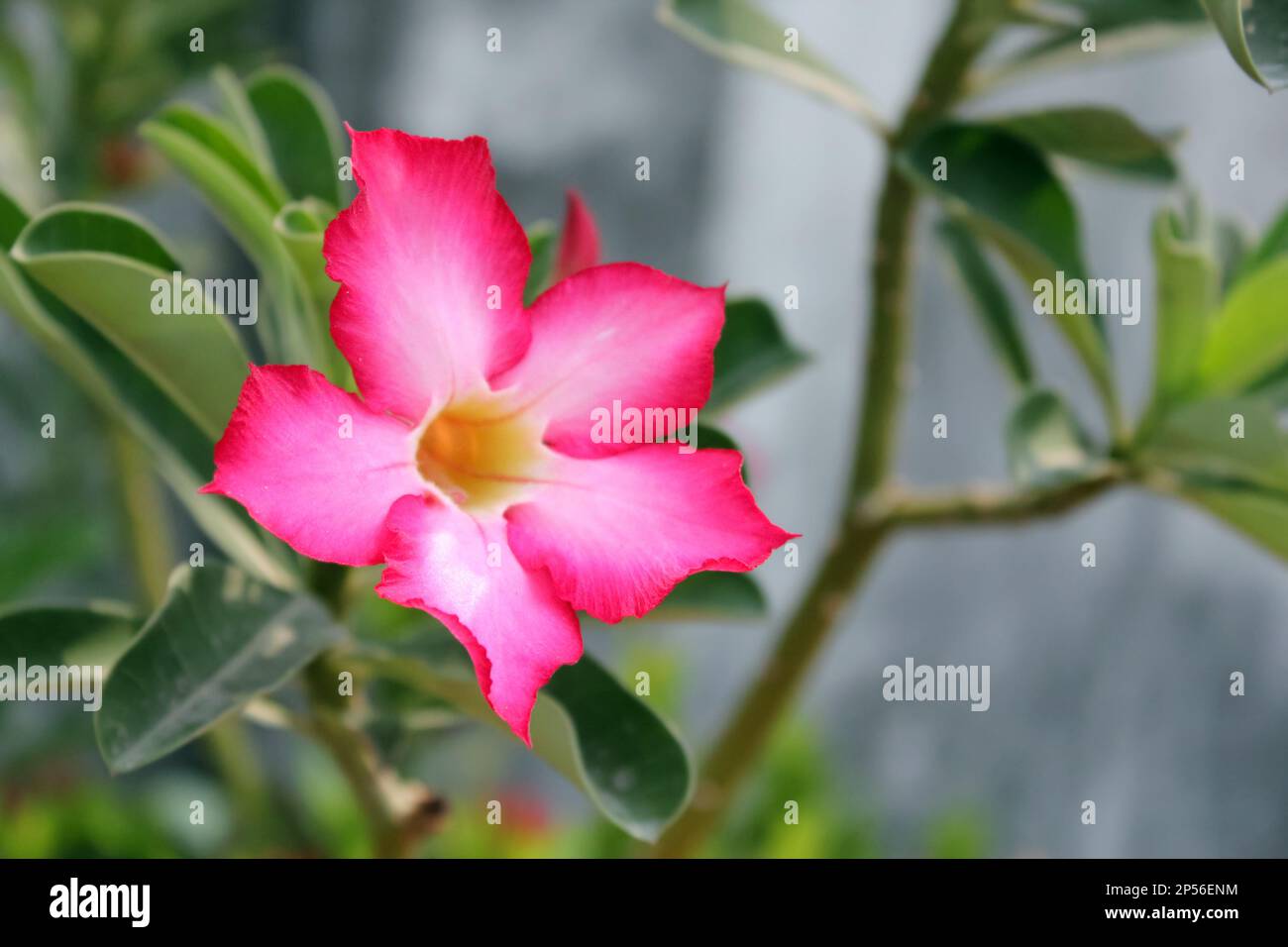 Fiore rosa luminoso vicino al muro di cemento. Fiore tropicale rosa in stile macro. Foto Stock