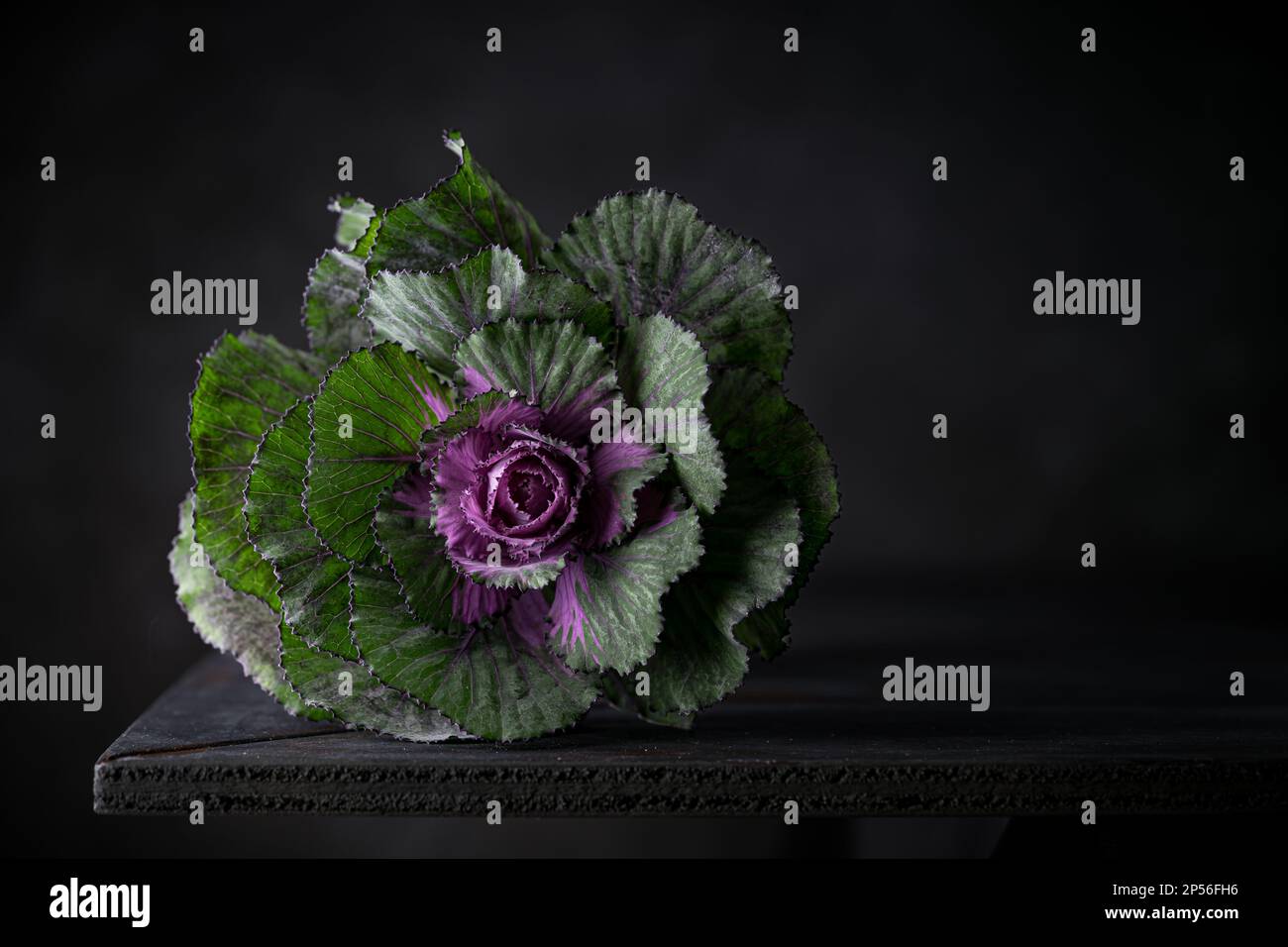 Primo piano di un fiore di cavolo verde e viola ornamentale isolato su fondo di ardesia scura. copia spazio per il testo Foto Stock
