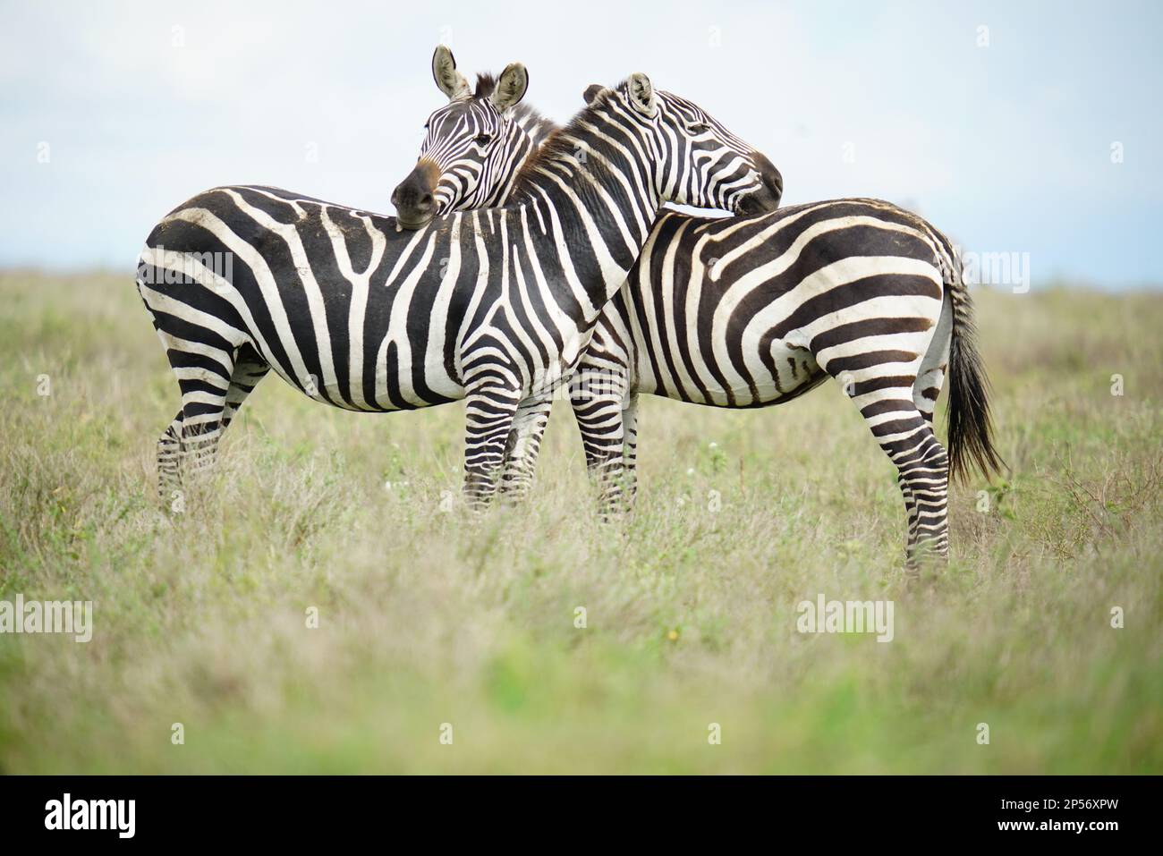 Zebra su Serengeti Foto Stock