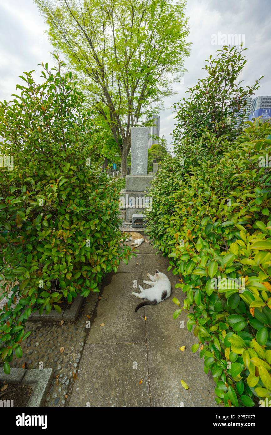 Un paio di gatti si deposero nel cimitero di Zoshigaya a Tokyo, Giappone. Foto Stock