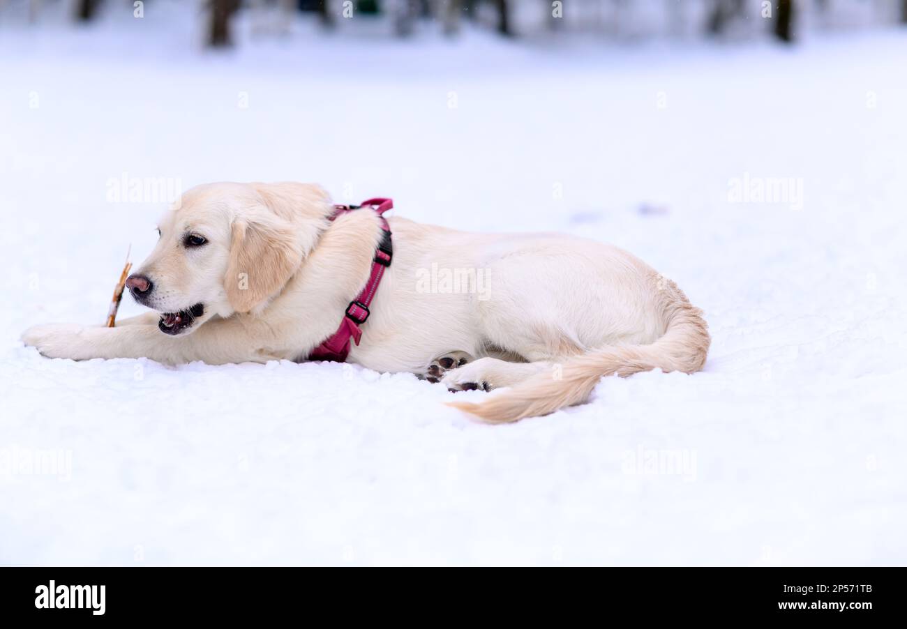 Cucciolo Golden Retriever che mastica sul bastone tra le zampe nella neve con la bocca aperta indossando imbracatura rossa Foto Stock