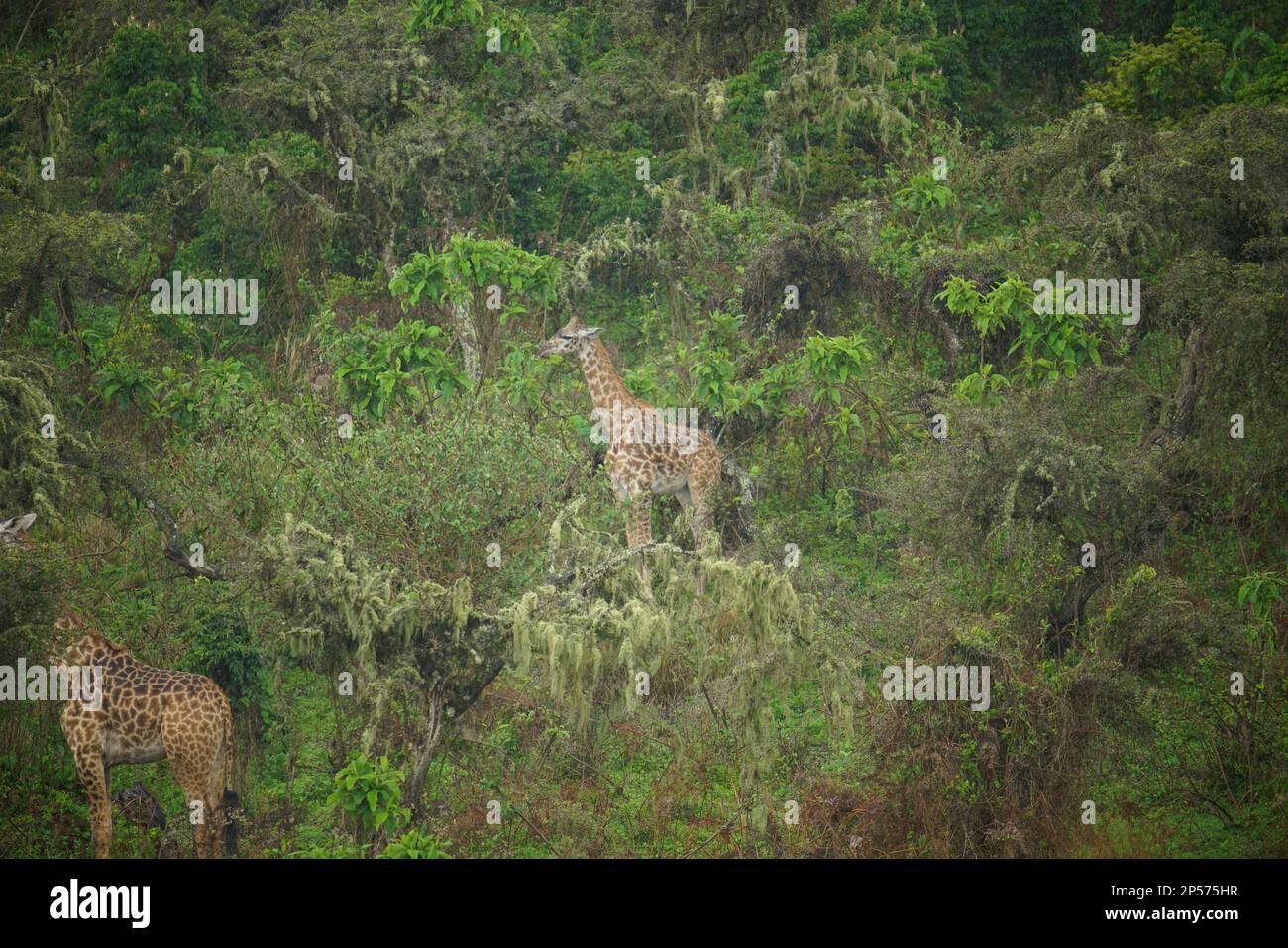 Giraffa a Serengeti Foto Stock