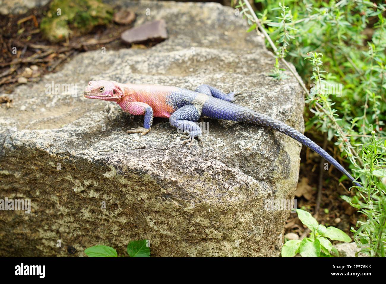 Roccia a testa piatta agama Foto Stock
