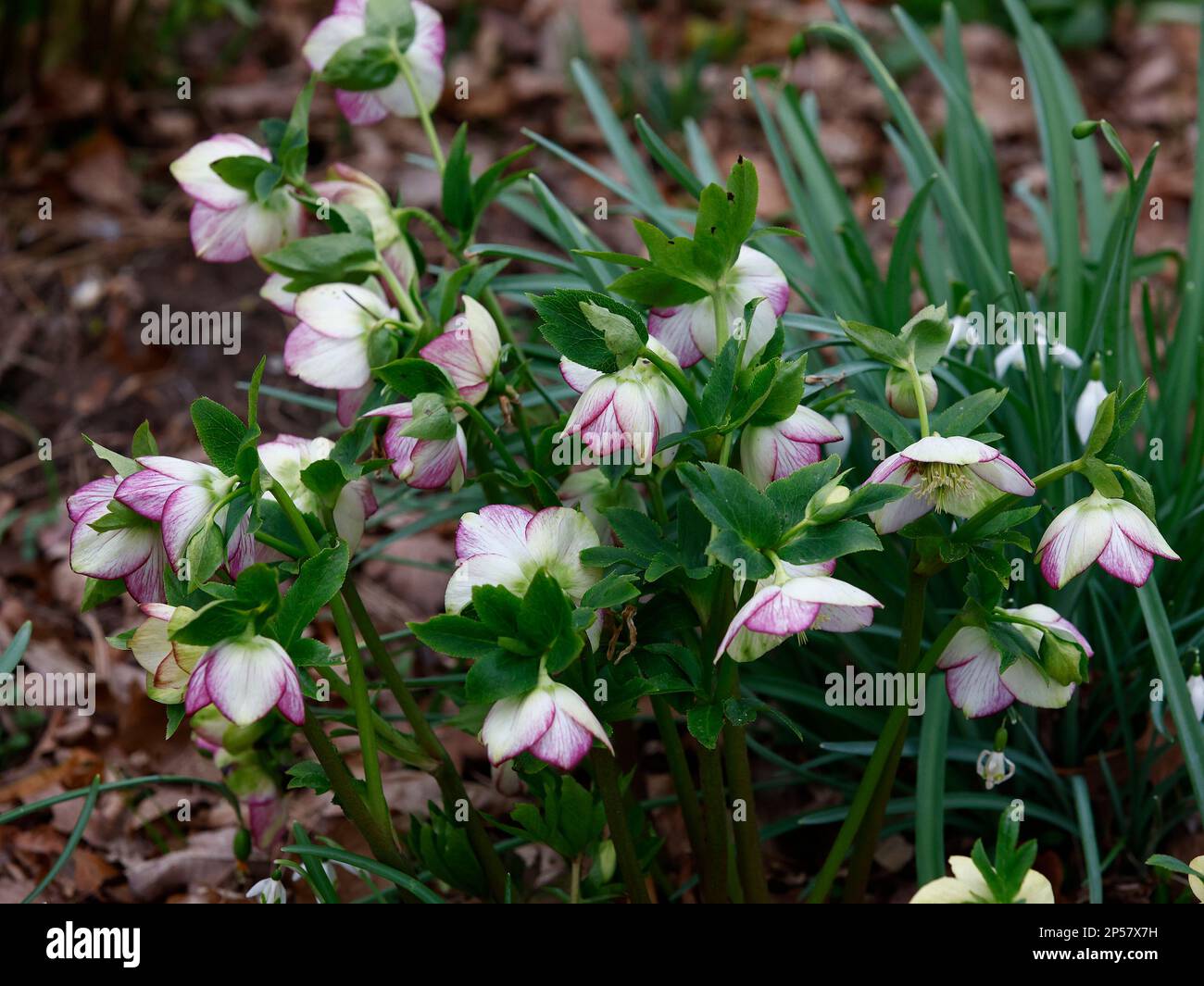 Primo piano del giardino di fiori invernali piante di Helleborus hybridus. Foto Stock