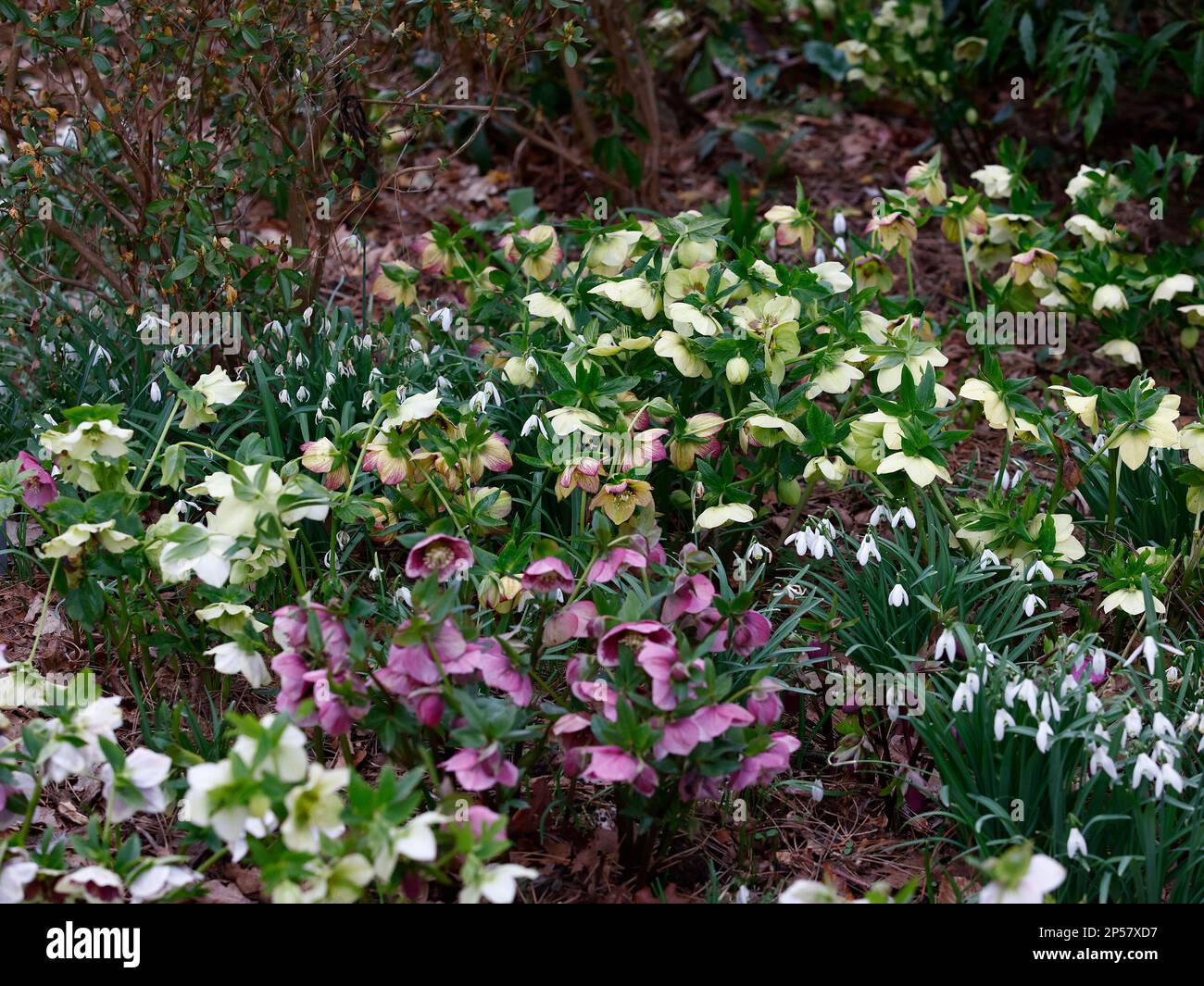 Primo piano di una miscela di piante da giardino a bassa crescita in fiore d'inverno di Helleborus hybridus e di gocce di neve Galanthus nivalis visto nel giardino boschivo. Foto Stock