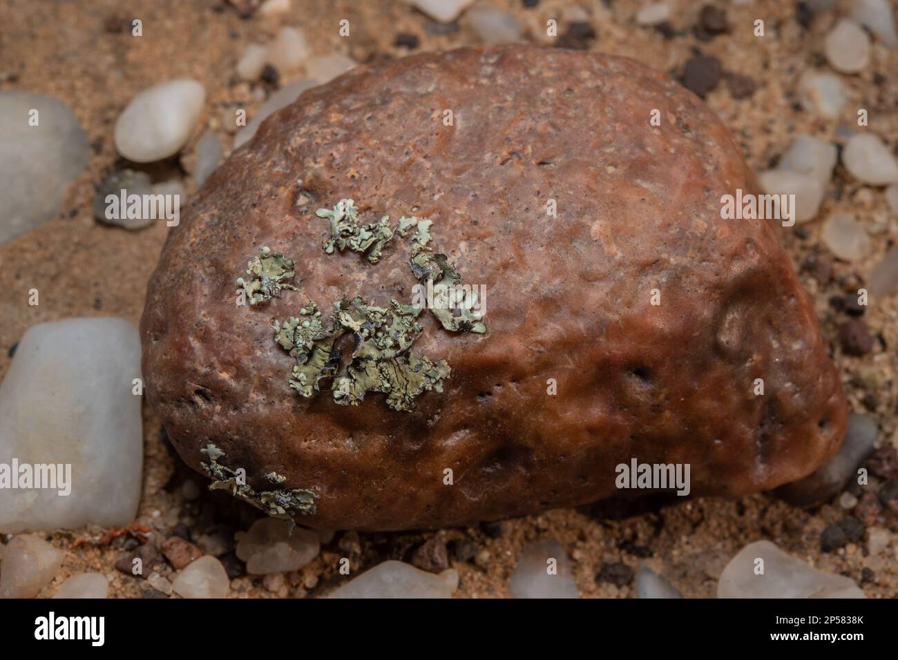 Licheni del deserto epilitico, licheni del foliosio, Xanthoparmelia walteri, Parmeliaceae, deserto del Namib, Namibia, Africa Foto Stock