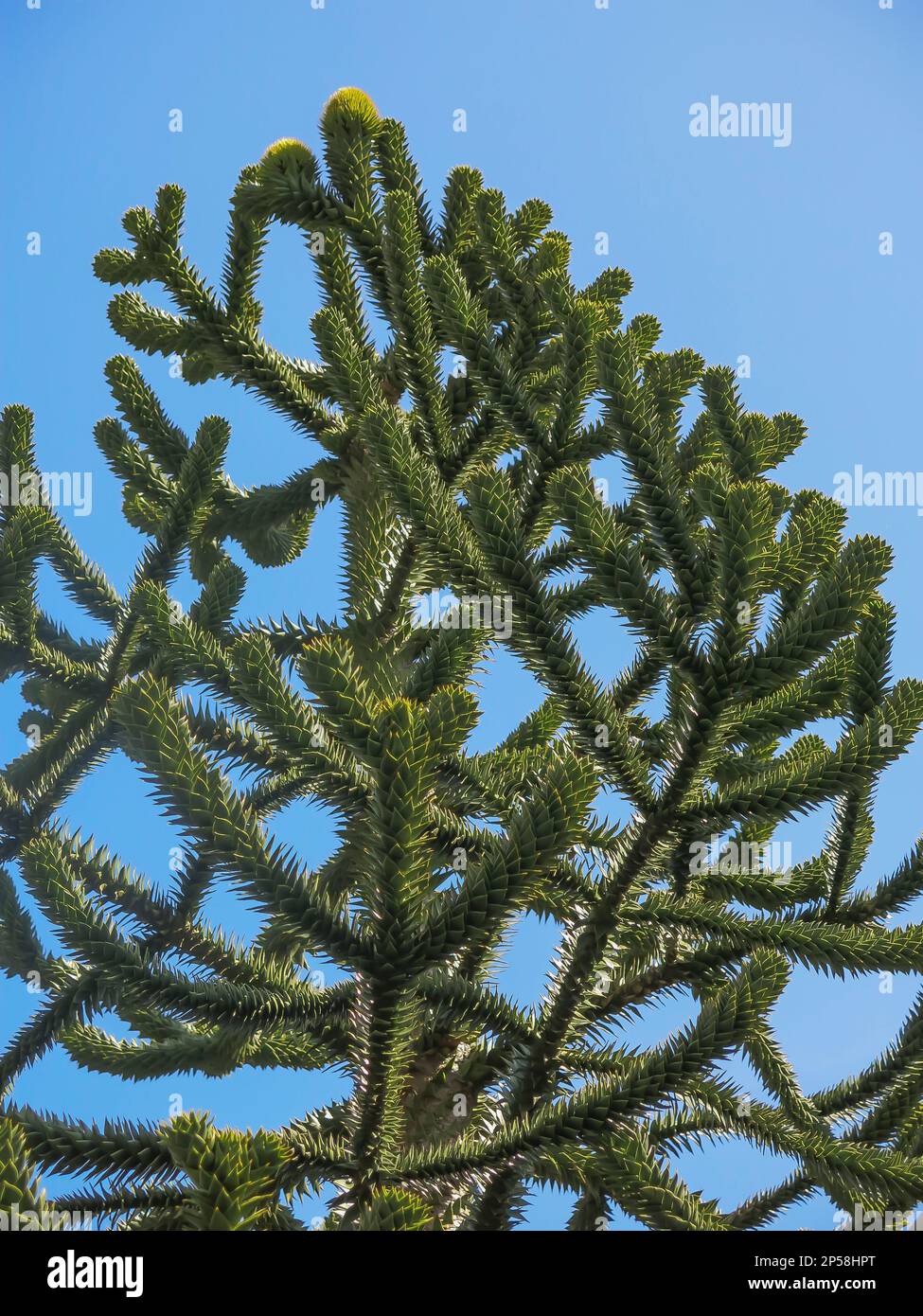 Monkey Puzzle Tree - angolo verso l'alto Foto Stock