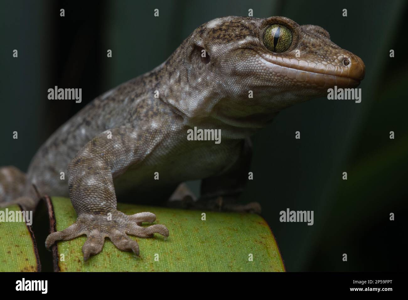 Geco del nord di Duvaucel, Hoplodactylus duvaucelii, la più grande specie di geco della Nuova Zelanda. Queste lucertole si trovano su isole libere offshore predatori. Foto Stock