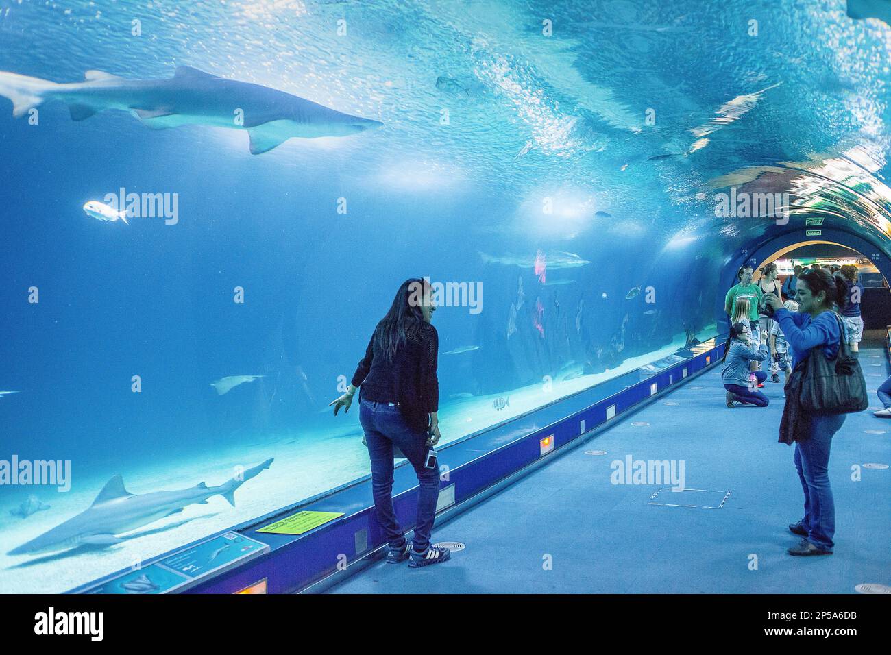 Tunnel sottomarino di 38 metri in zona oceani, i visitatori godono di vita marina, Oceanografico di Félix candela, in Città delle Arti e delle Scienze di S. Calatrava. V Foto Stock