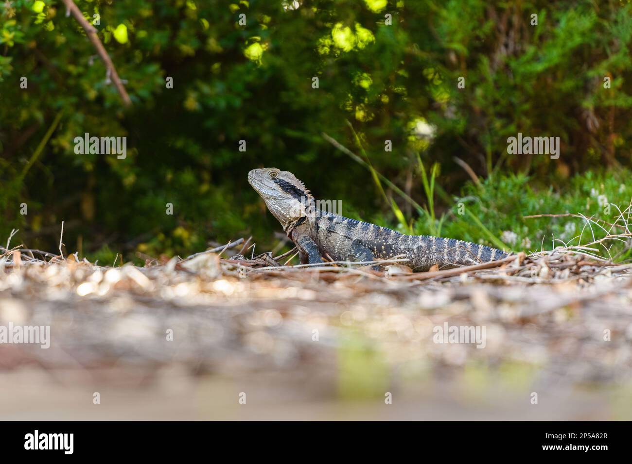 Ritratto del drago d'acqua australiano (Intellagama lesueurii) nel suo habitat naturale. Foto Stock