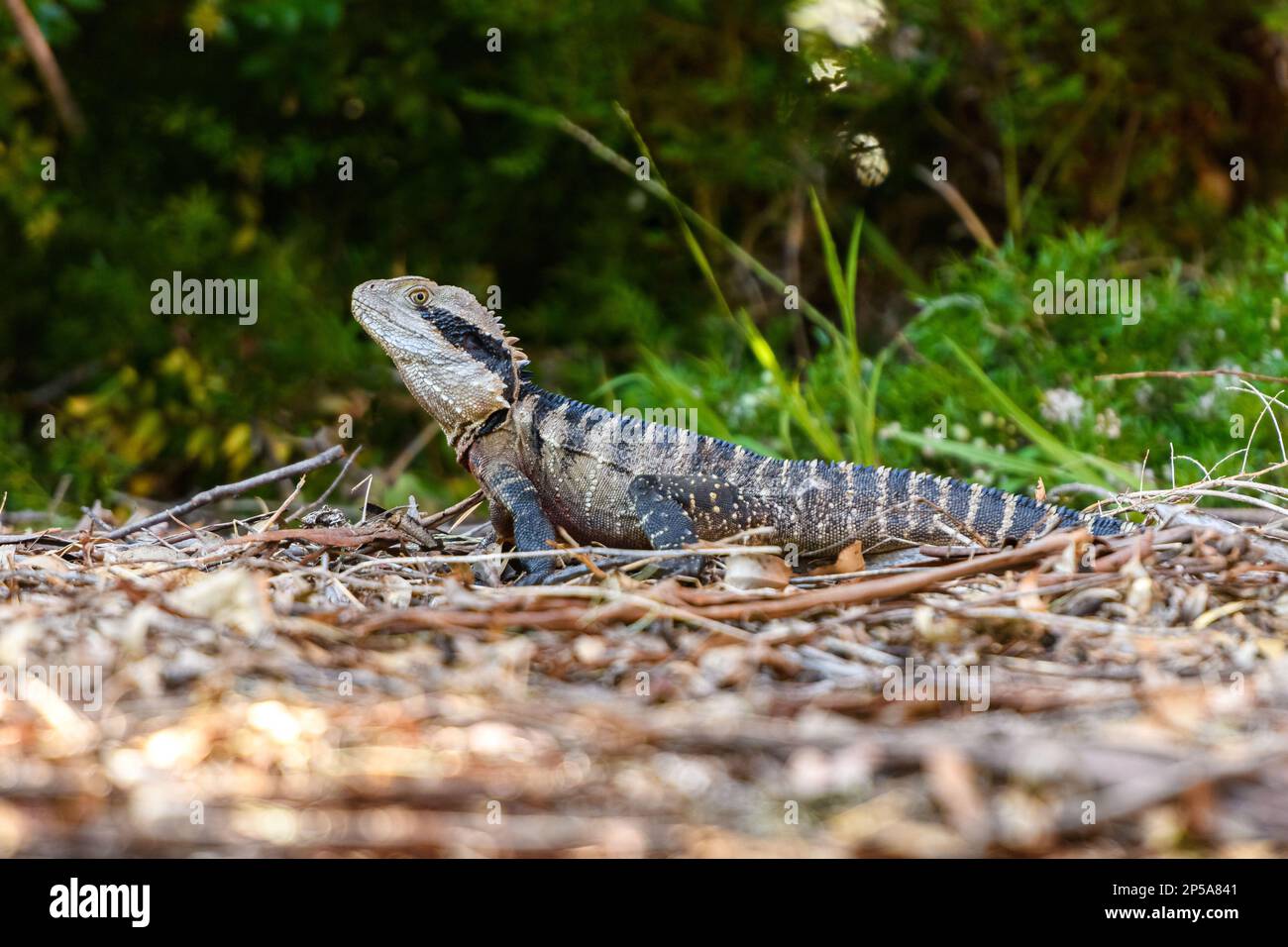 Ritratto del drago d'acqua australiano (Intellagama lesueurii) nel suo habitat naturale. Foto Stock