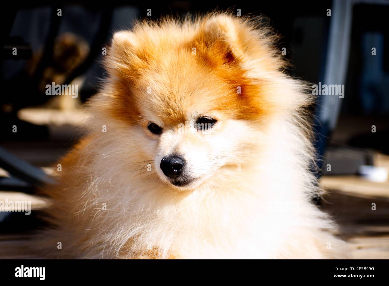 Posa Pomeraniana nel sole Foto Stock