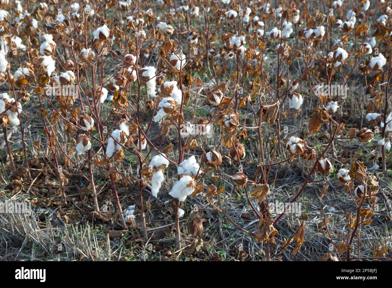 Cotone che cresce in campo, crop failure dovuto a mancanza di pioggia durante tutto l'anno, Kansas. "Gossypium hirsutum" Foto Stock