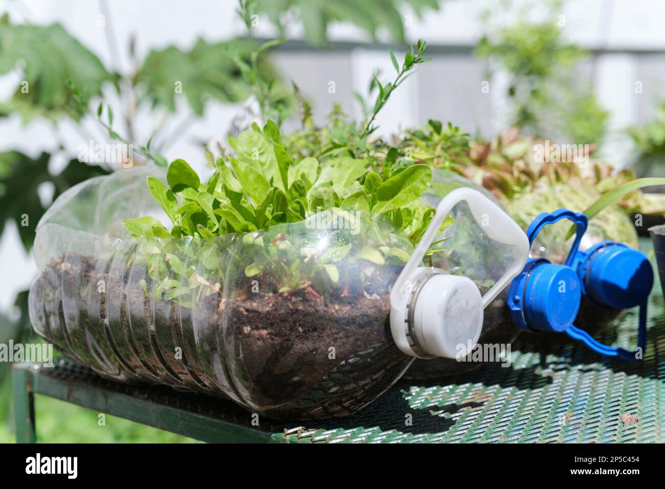 Piante verdi in bottiglie di plastica riutilizzate, orto urbano, produzione sostenibile di alimenti sani in città. Concetti di agricoltura ecologica Foto Stock