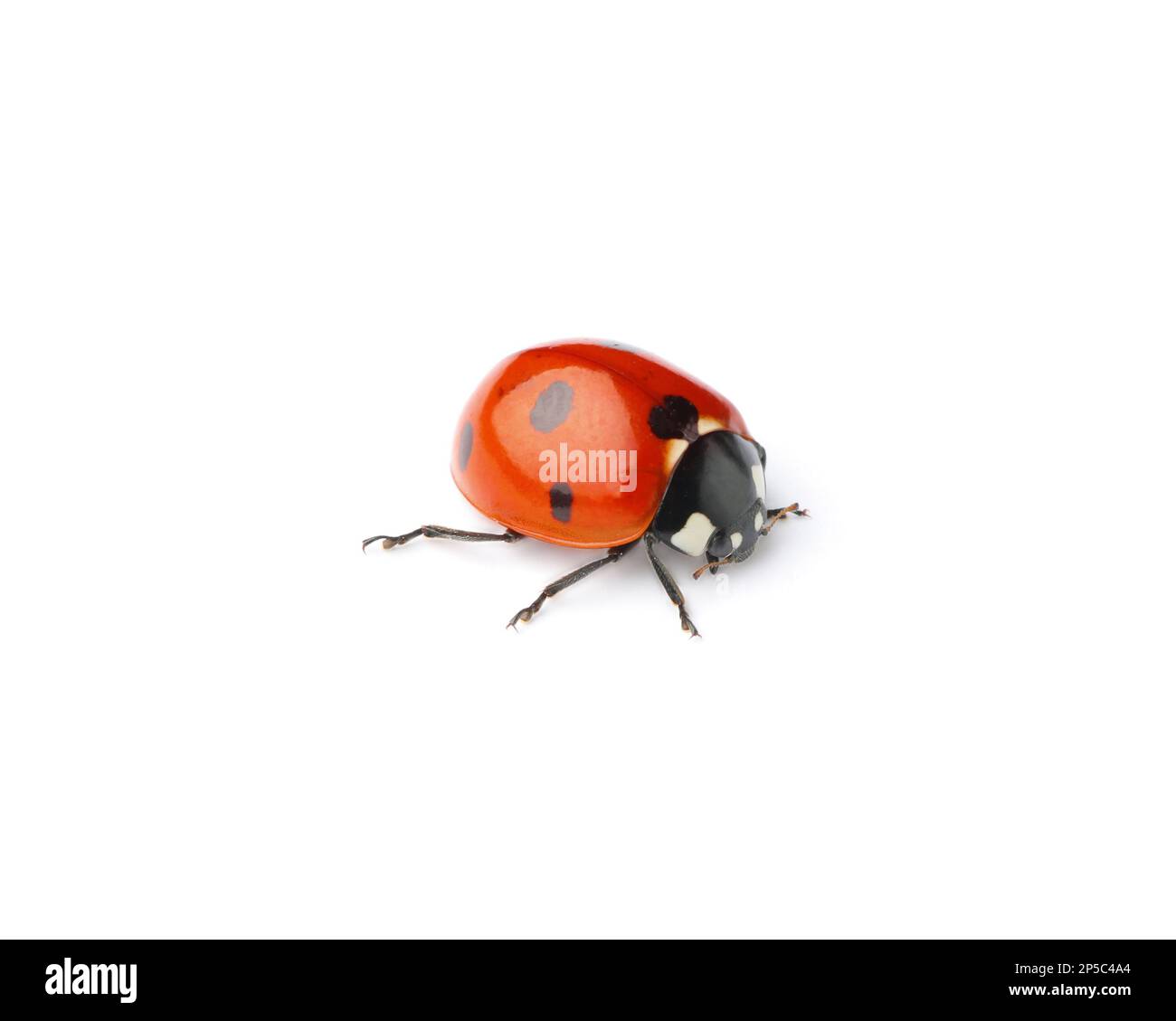 Un bel ladybug rosso isolato su bianco Foto Stock