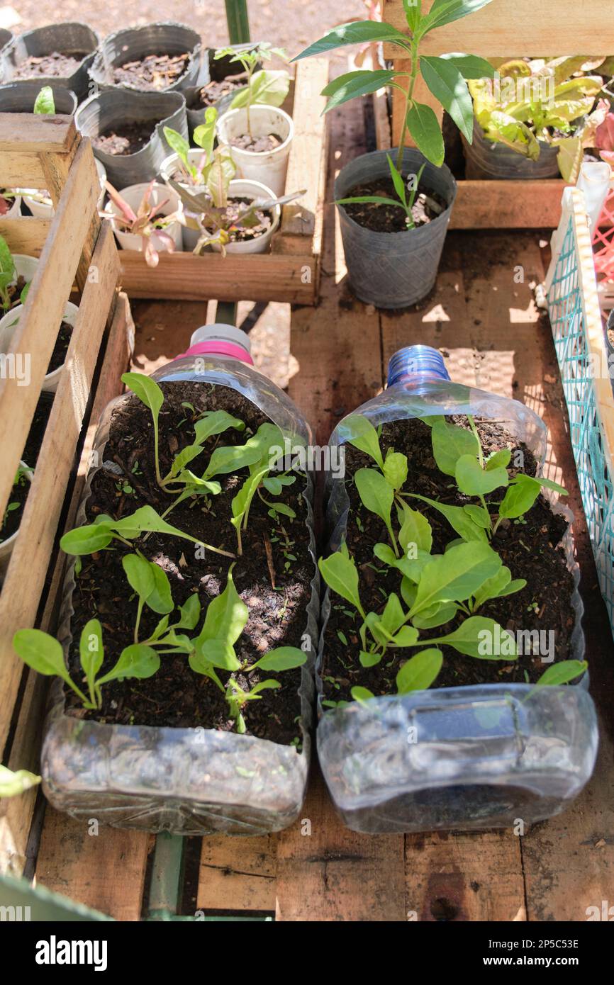 Piante verdi in bottiglie di plastica riutilizzate, orto urbano, produzione sostenibile di alimenti sani in città. Concetti di agricoltura ecologica Foto Stock