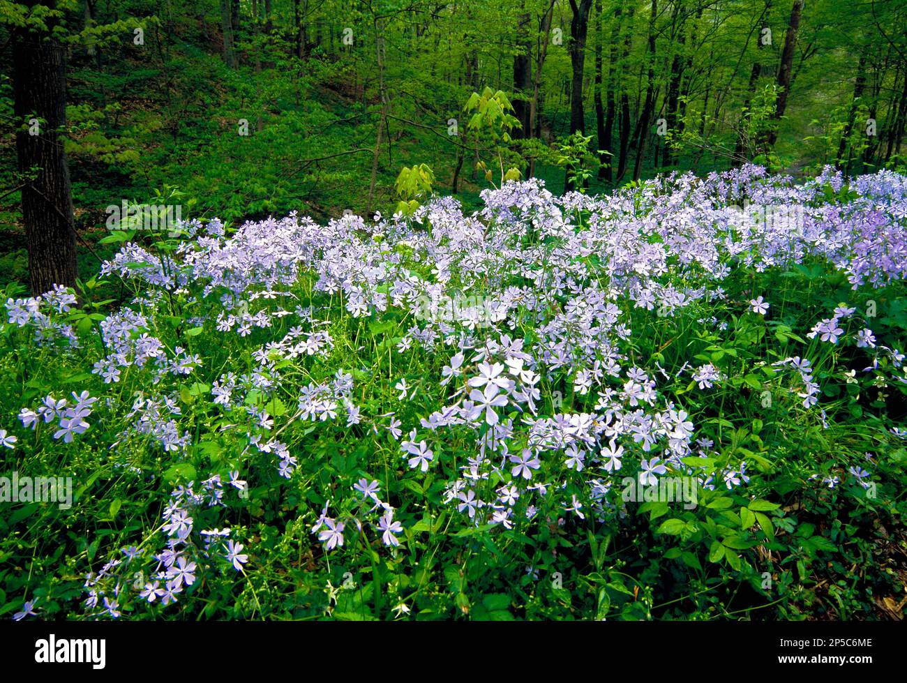 Blue Phlox in fiore presso la riserva naturale Fewrry Wildflower di Shenk nella contea di Lancaster, Pennsylvania Foto Stock