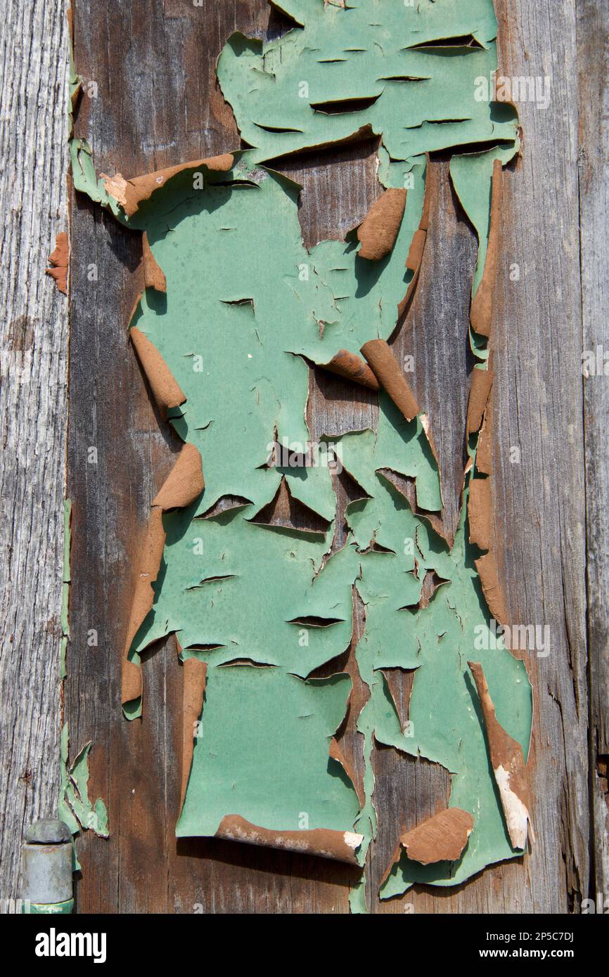 Primo piano del pannello di legno con vernice verde con una parte di una cerniera in metallo nell'angolo inferiore sinistro e testa di nailhead arrugginita nell'angolo inferiore destro. Foto Stock