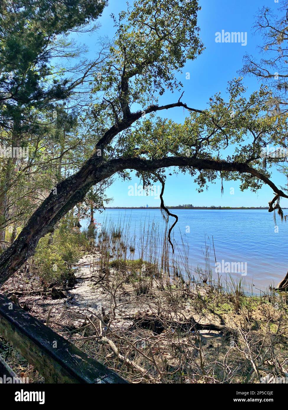 Lungomare del Blakeley state Park Foto Stock