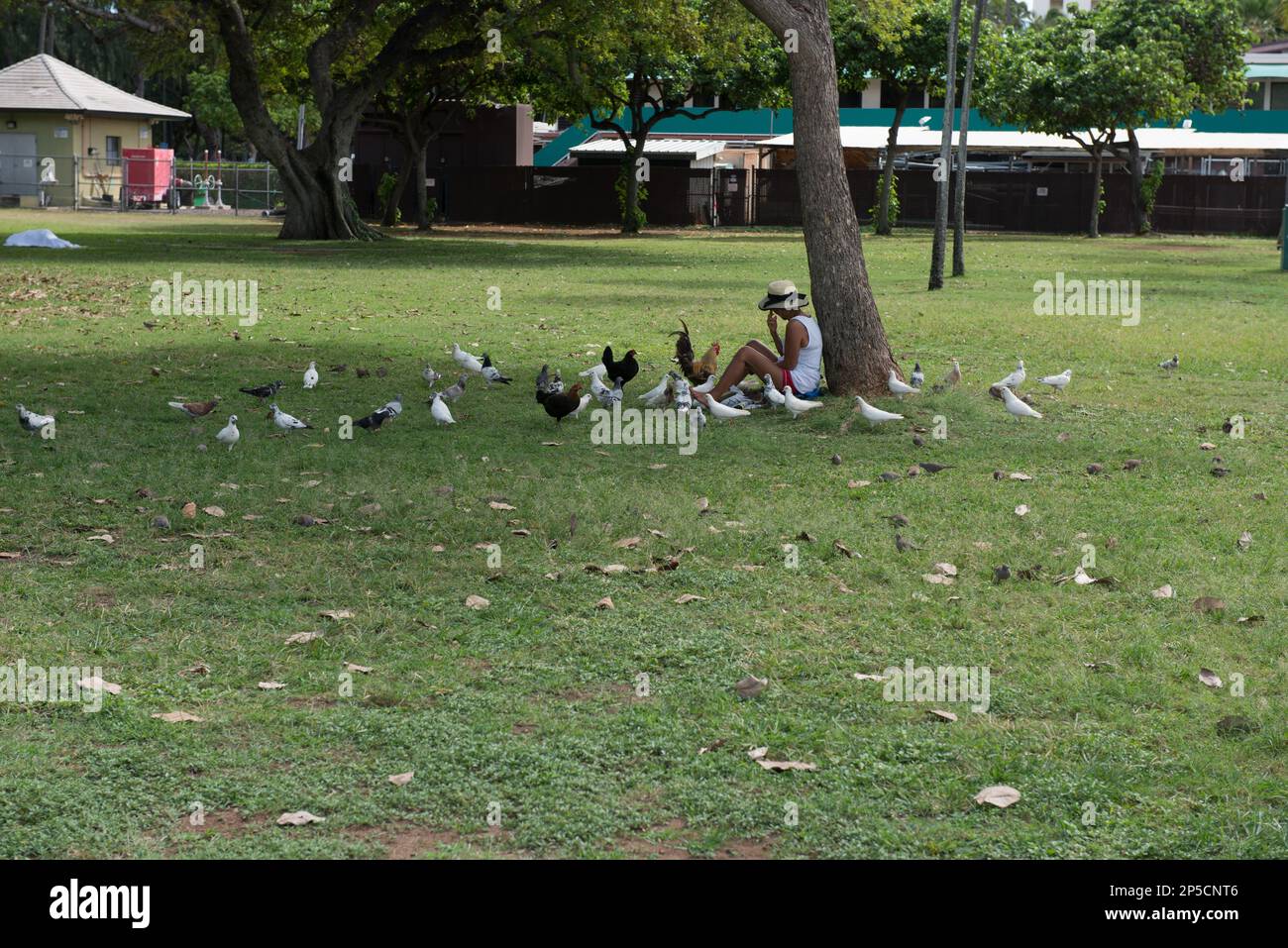 Una donna che ha un buon significato nel Kapiolani Beach Park, Honolulu, Oahu, Hawaii fa una pausa dal nutrire i molti uccelli invasivi non nativi del parco. Foto Stock