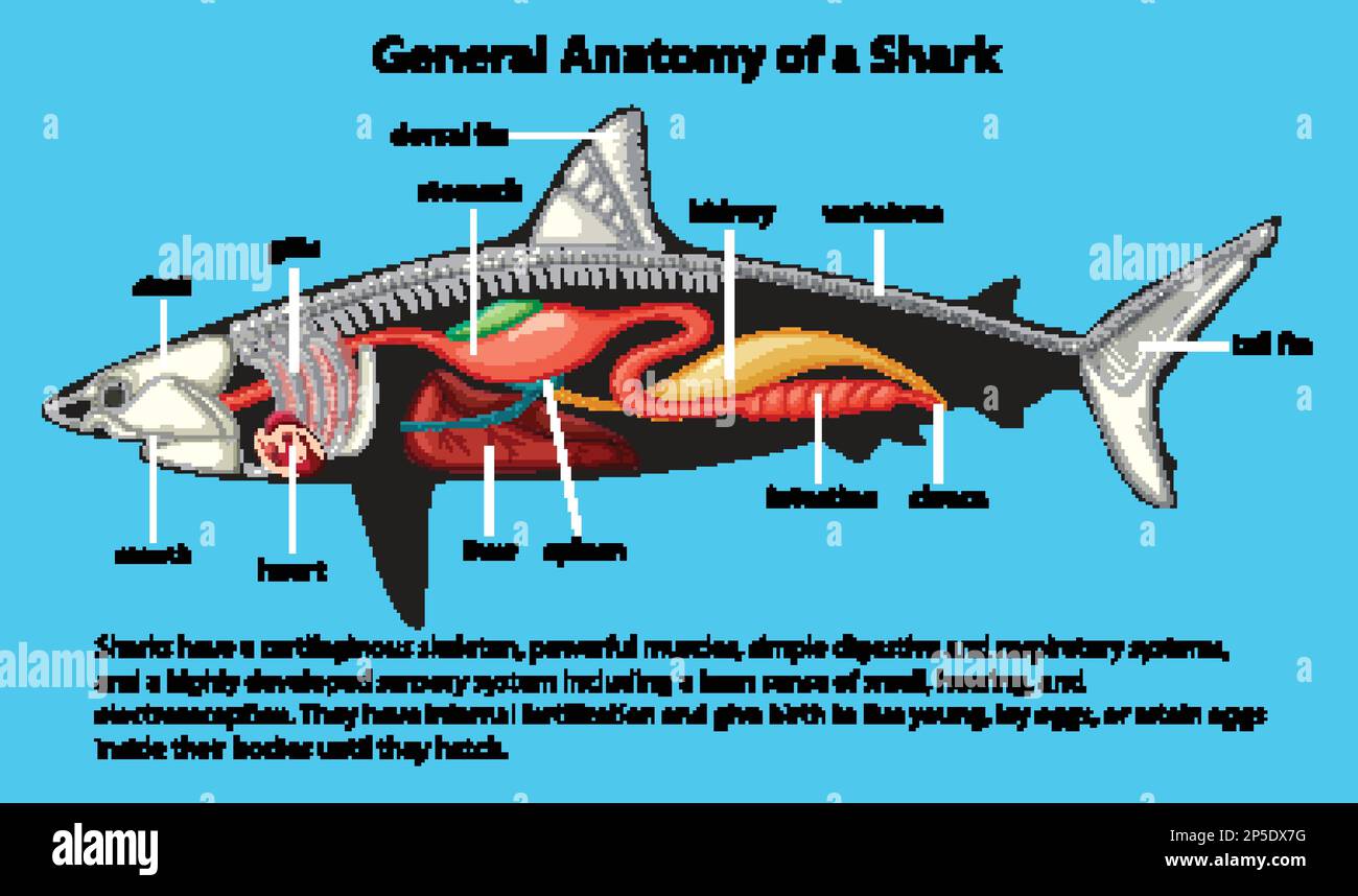 Anatomia generale di un diagramma di squalo Illustrazione Vettoriale