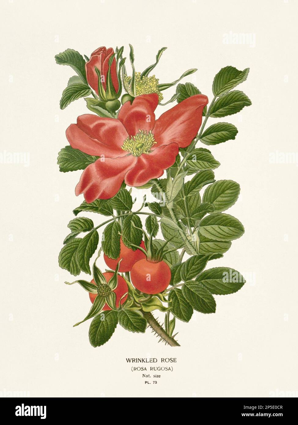 Illustrazione dei fiori. Rosa Foto Stock