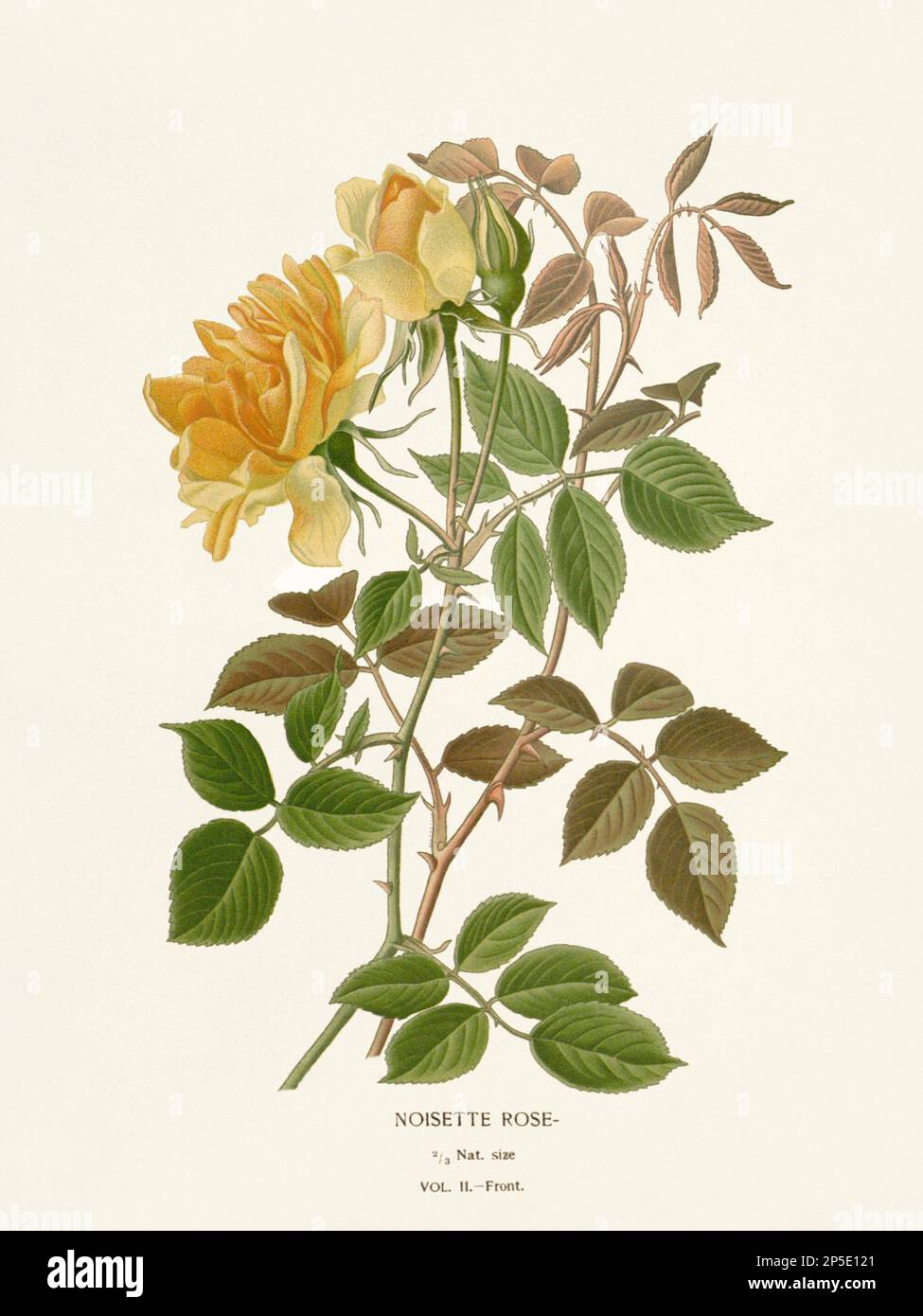 Illustrazione dei fiori. Rosa Noisette Foto Stock