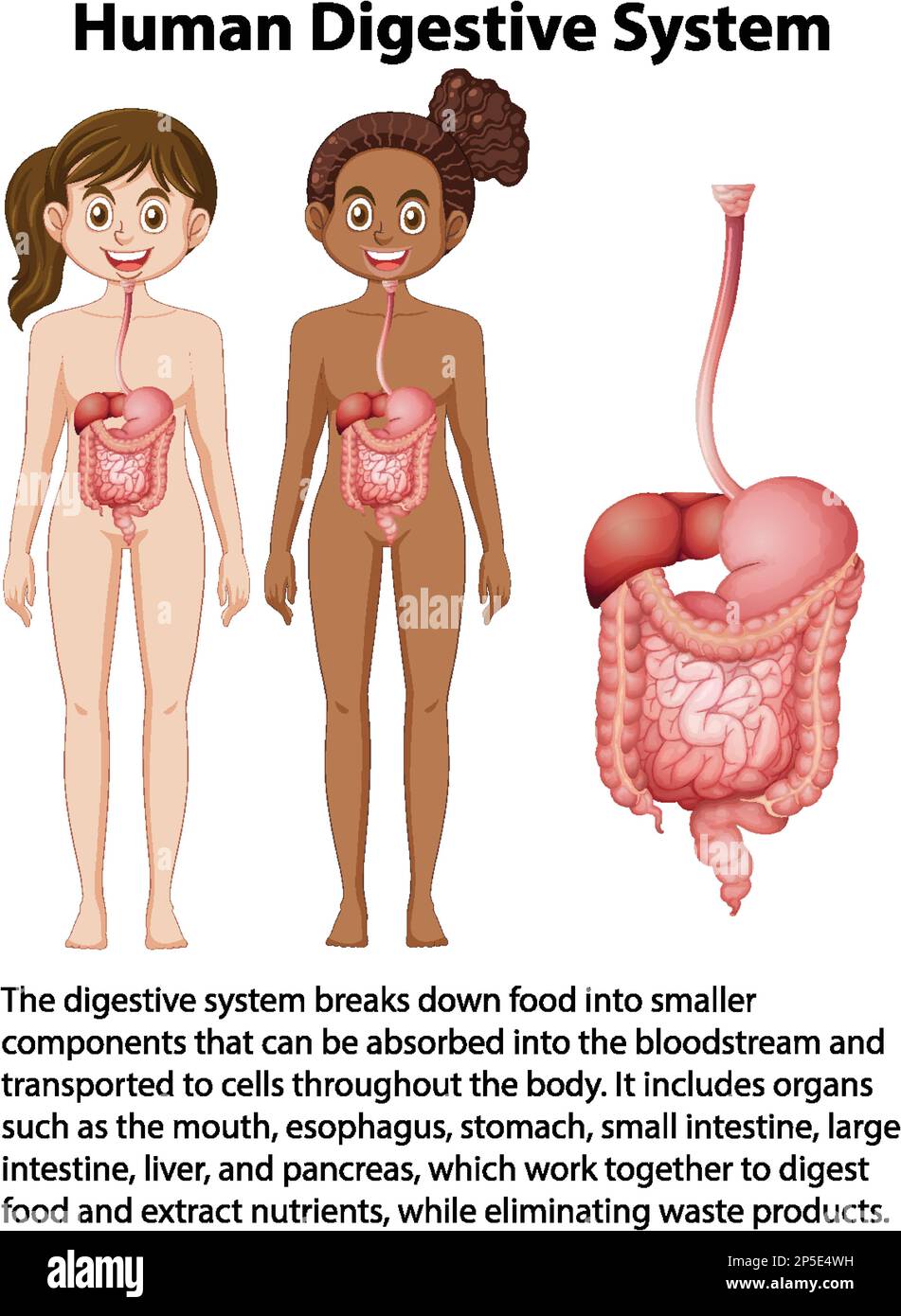 Illustrazione di informazioni del sistema digestivo umano Illustrazione Vettoriale