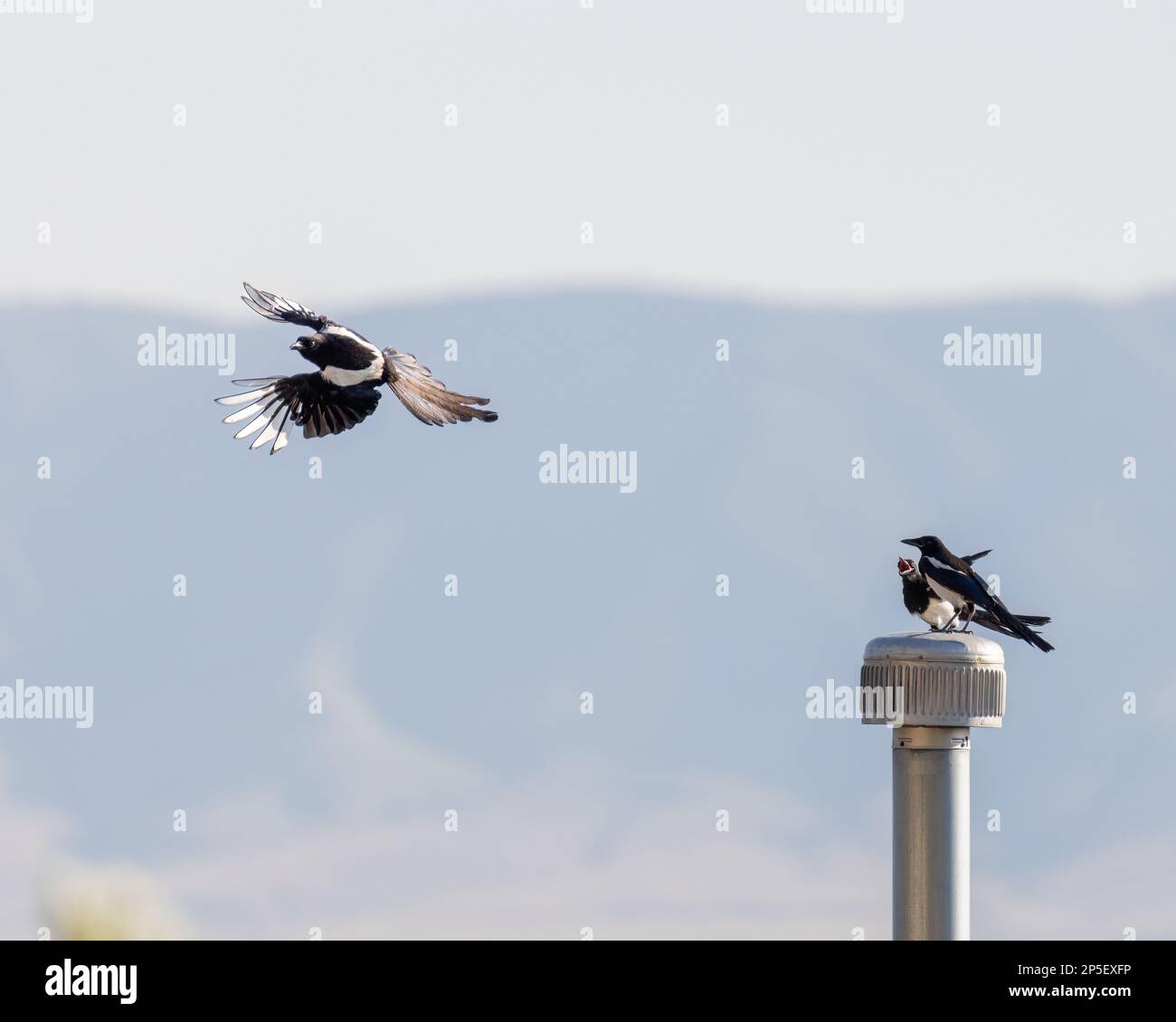 I Magpies neri volano e combattono sopra il tetto di un vicino. Foto Stock