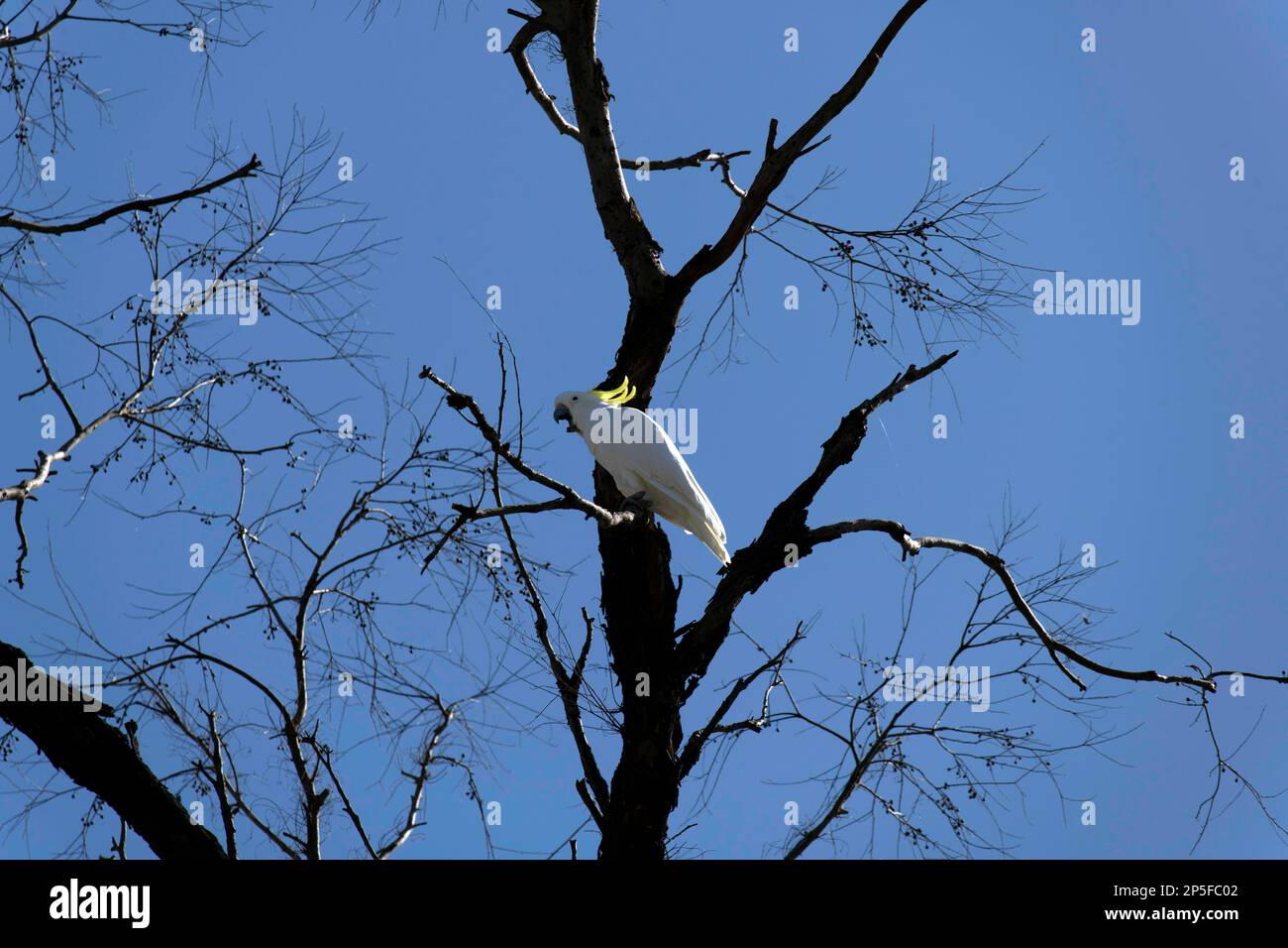 7 marzo 2023, Sydney, nuovo Galles del Sud (NSW, Australia: Sulphur-Crested Cockatoo (Cacatua galerita) che si agguanta su un albero a Sydney, NSW, Australia fotografato il 07 marzo 2023. Il Cockatoo Sulphur-Crested (Cacatua galerita) è un Cockatoo bianco relativamente grande con una spettacolare cresta gialla e un becco scuro. Si trova in habitat boschivi in Australia, Nuova Guinea e in alcune delle isole dell'Indonesia. I Cockatoo Crested allo zolfo hanno più sottospecie come il Cockatoo Crested allo zolfo minore, Medio e maggiore; tutti appartengono allo stesso genere (Cacatua) e Phylum. Dal momento che tutte le sottospecie di Sulp Foto Stock