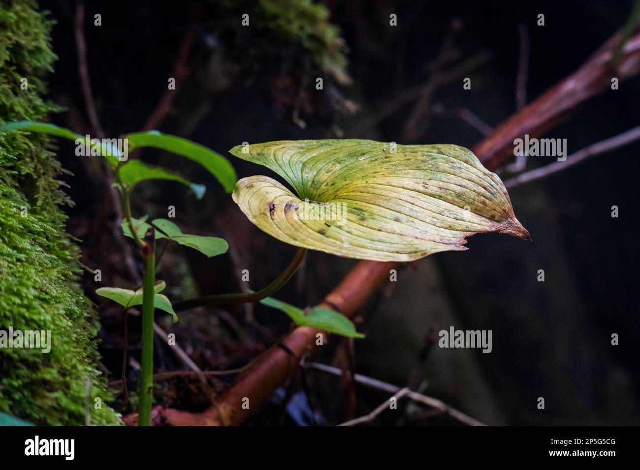 Vista in primo piano di una foglia di felce, con motivi interessanti, all'Oswald West state Park Foto Stock