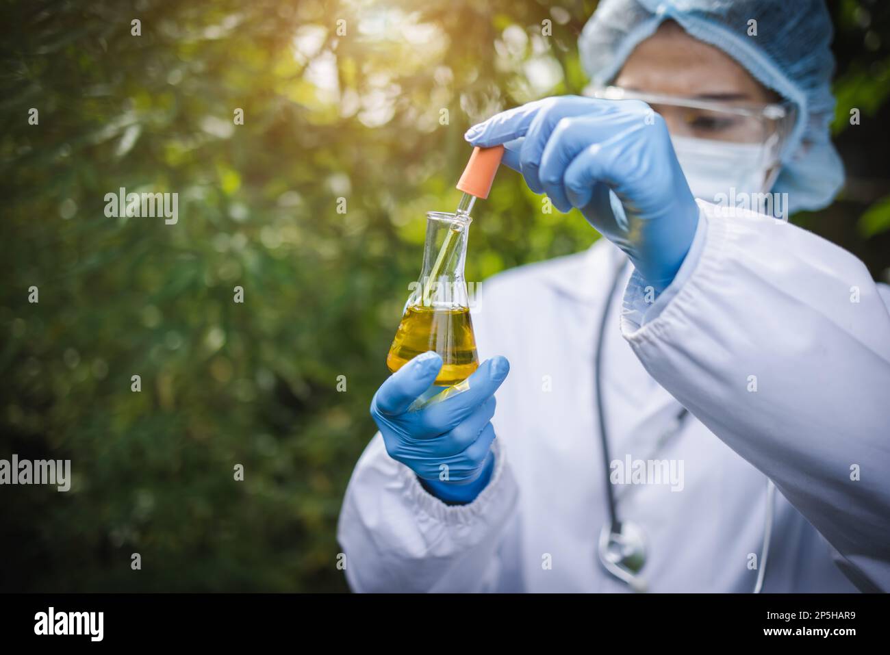 Un medico o un ricercatore esamina l'estratto di piante di cannabis. Olio di canapa CBD in medicina alternativa. Bio-medicina ed ecologia, erbe, indo farmaceutico Foto Stock