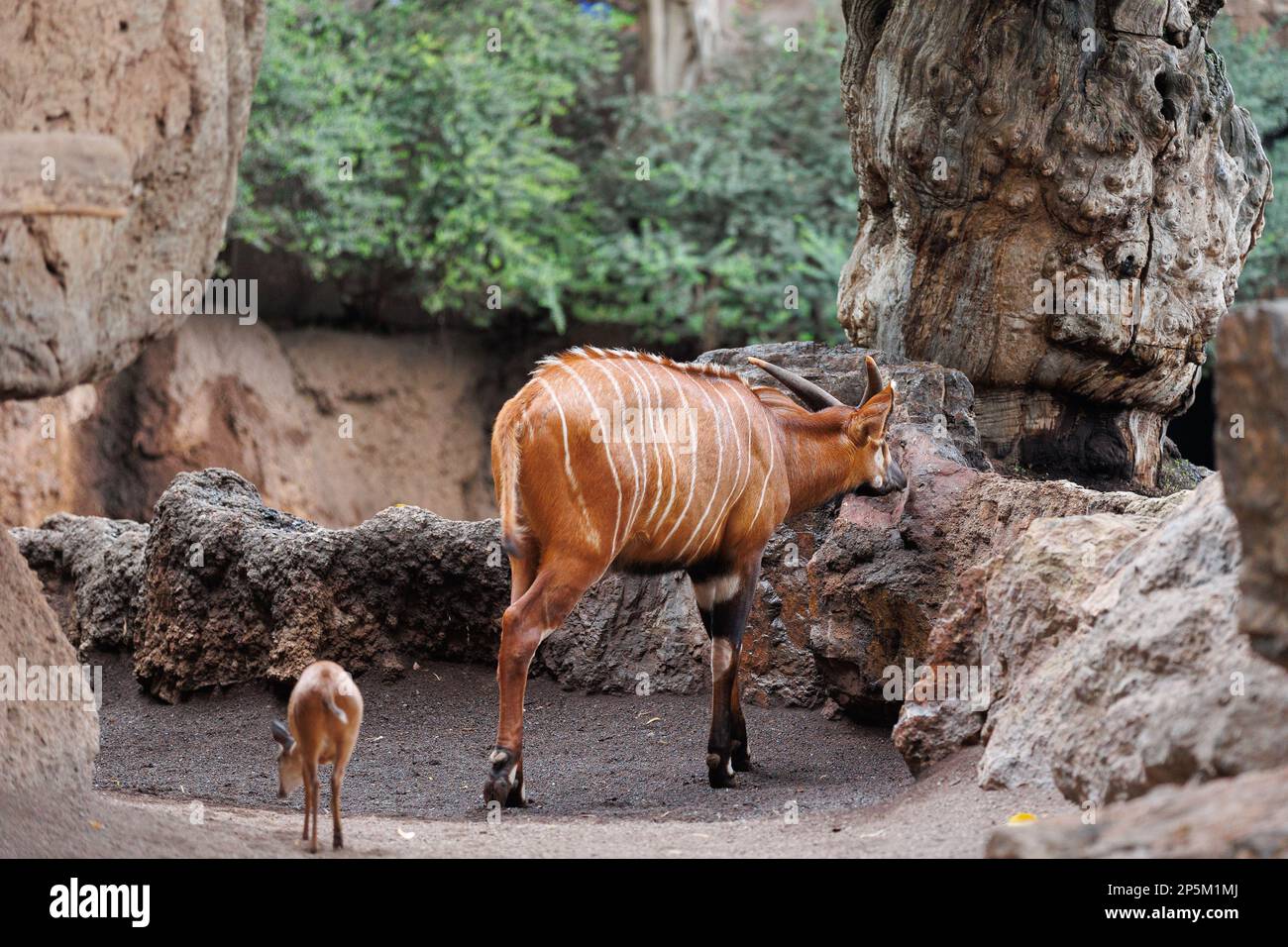 Il Bongo orientale - Tragelaphus eurycerus - una foresta notturna erbivora ungulato con impressionante stelo marrone-rossiccio e corni spiralati. Foto Stock