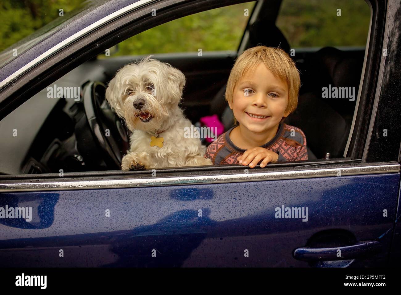 Bambino, bambino con cane maltese, che rimane in macchina dietro il vento in una fredda giornata piovosa Foto Stock