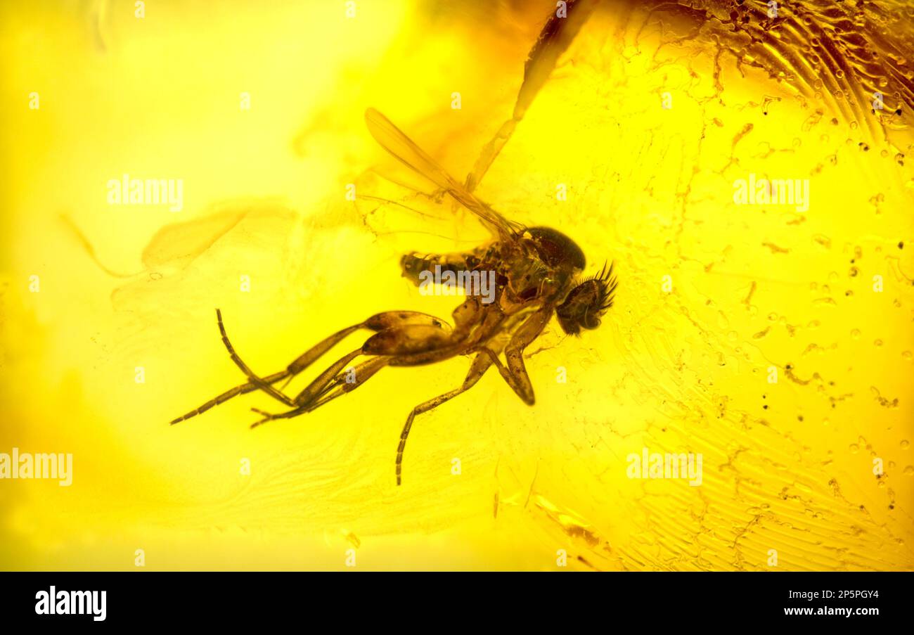Volo preistorico conservato in ambra Baltico - dalla Lituania Foto Stock
