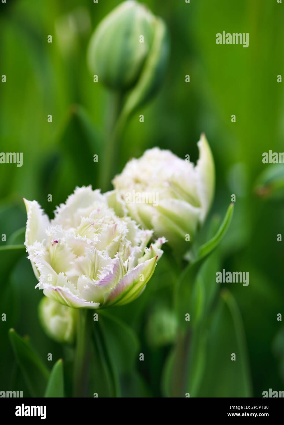 Fantastico tulipano bianco a doppia croccante "Snow Crystal" con i suoi magnifici petali con frange bianche innevate nel giardino primaverile. Foto Stock