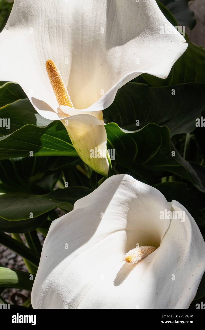 Un giglio di calla bianco nel giardino in una giornata di sole. Foto Stock