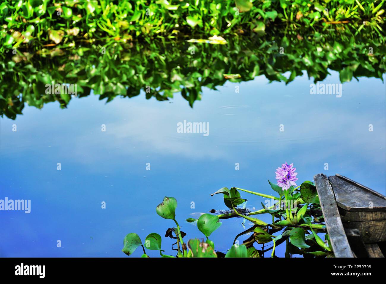 Acqua fiorita giacinto sopra il serbatoio Selorejo Foto Stock