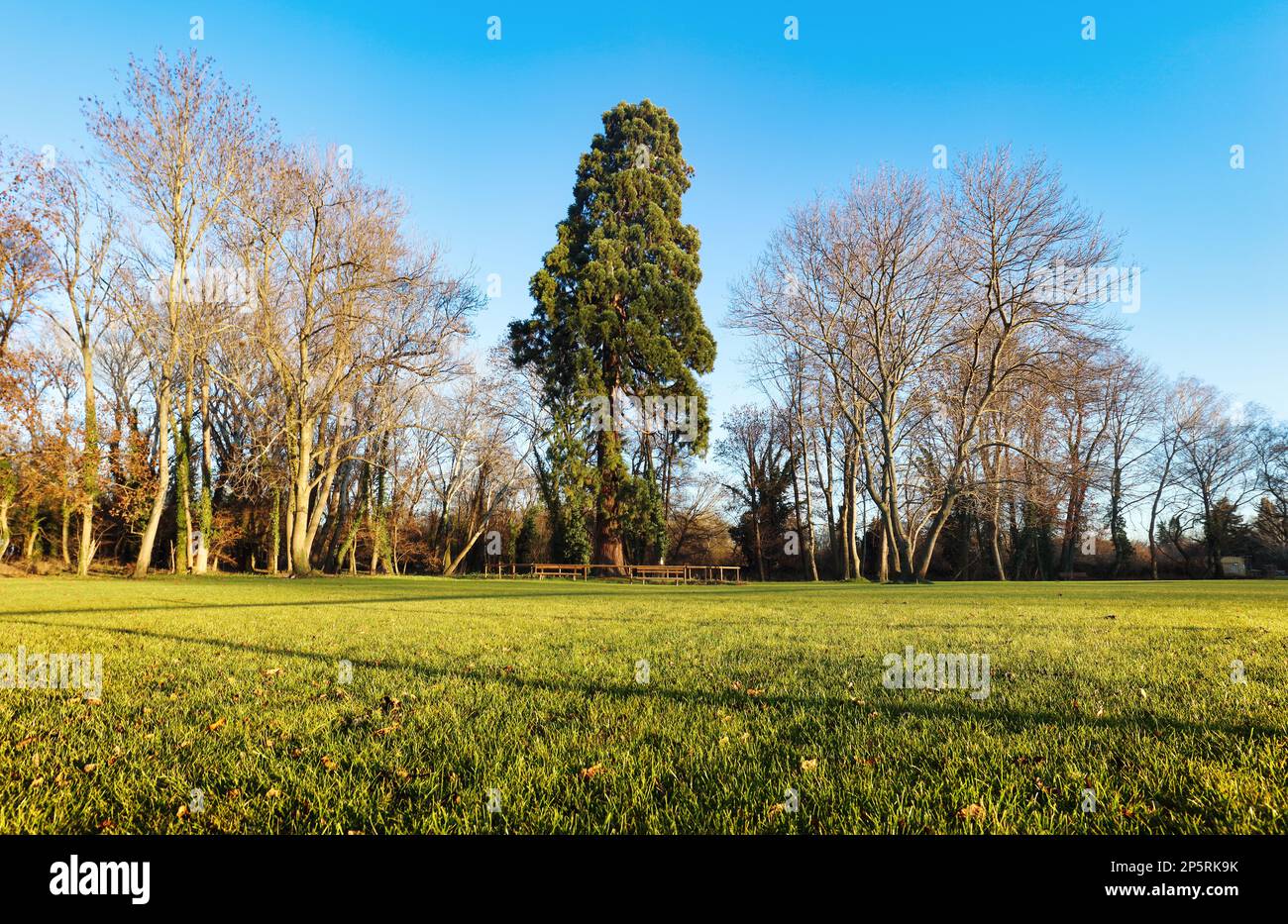 Vecchio albero di palude nel villaggio Cifer - sequoie giganti Foto Stock