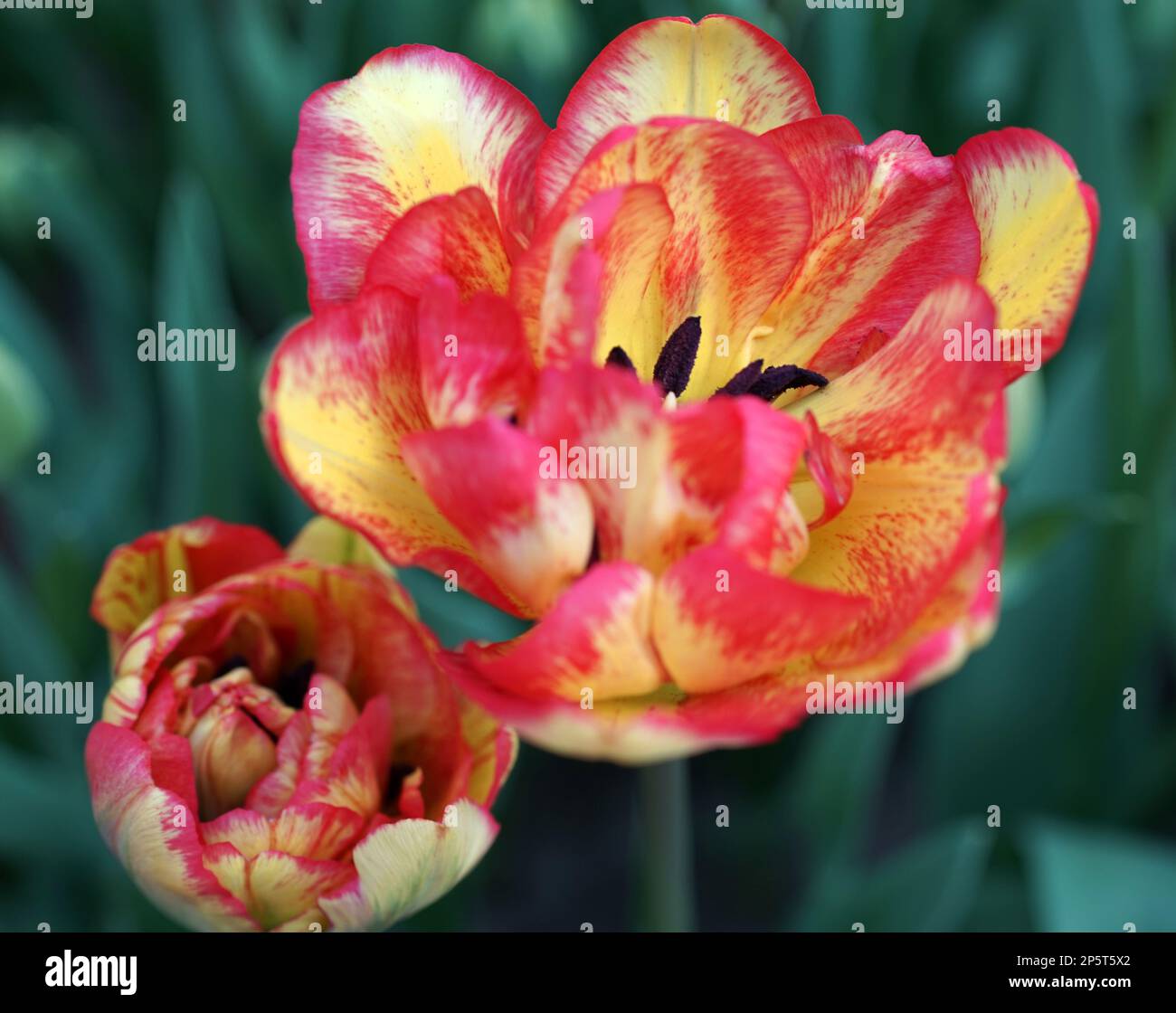 Doppio tulipano fiammato giallo-rosso. Ubicazione: Keukenhof, Paesi Bassi Foto Stock