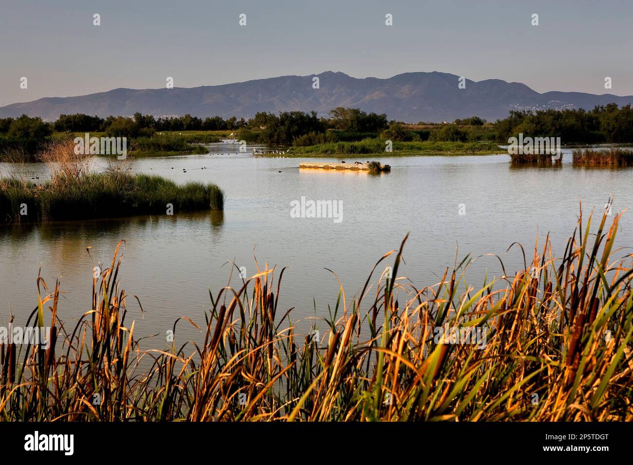 Riserva Naturale di Aiguamolls de l'Empordà. Lago di Cortalet.Costa Brava. La provincia di Girona. La Catalogna. Spagna Foto Stock